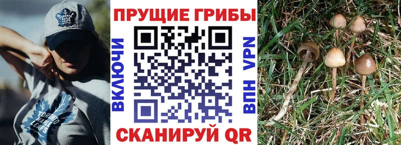 Псилоцибиновые грибы мицелий  Уржум 